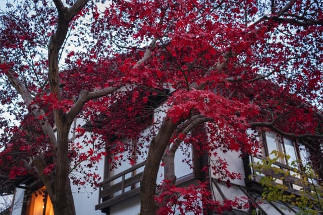 深大寺周辺にある神代植物公園の紅葉